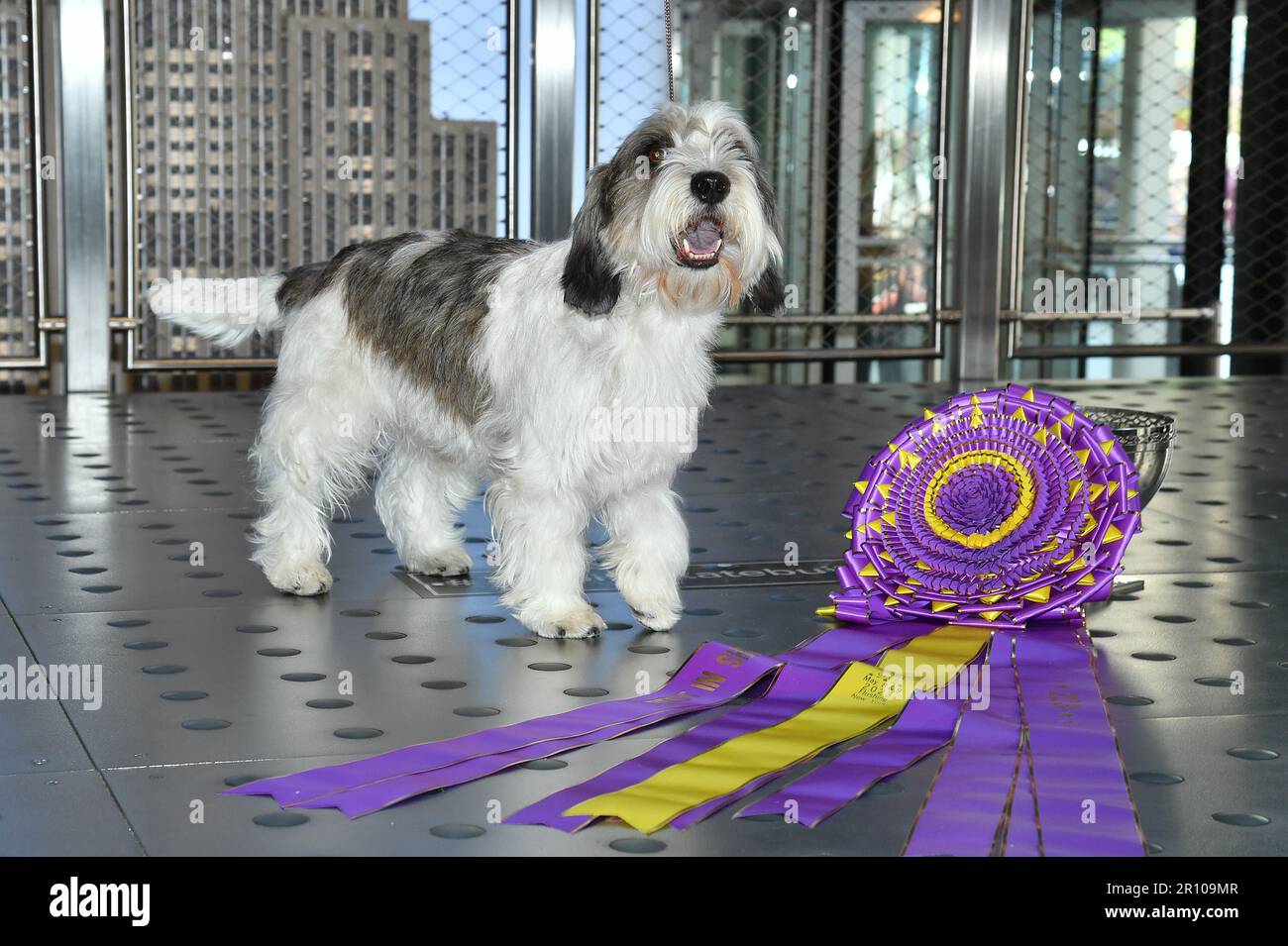 New York, USA. 10th May, 2023. Petit Basset Griffon Vendéen named ‘Buddy Holly', 2023 ‘Best In Show' winner at the 147th Westminster Kennel Club Dog Show, visits the Empire State Building, New York, NY, Wednesday, May 10, 2023. (Photo by Anthony Behar/Sipa USA) Credit: Sipa USA/Alamy Live News Stock Photo