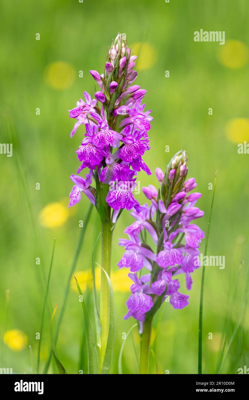 selective focus of robust marsh orchid flowers (Dactylorhiza elata) on a meadow with blurred background Stock Photo