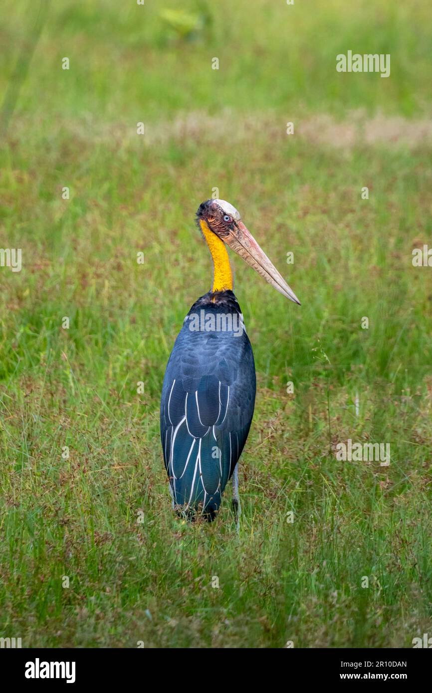 Lesser Adjutant Stork, Bandhavgarh National Park, Madhya Pradesh, India ...
