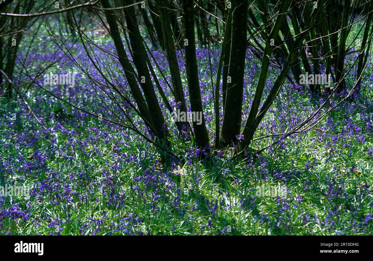Bluebells In Woodland Ash/Hazel Coppice Leith Hill Surrey Spring Stock Photo