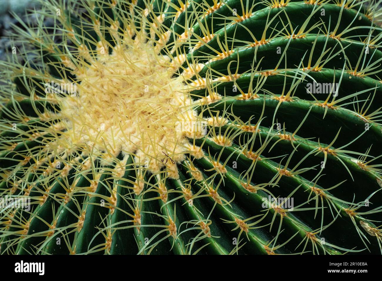 Group of typical Barrel Cactus Cacti Stock Photo
