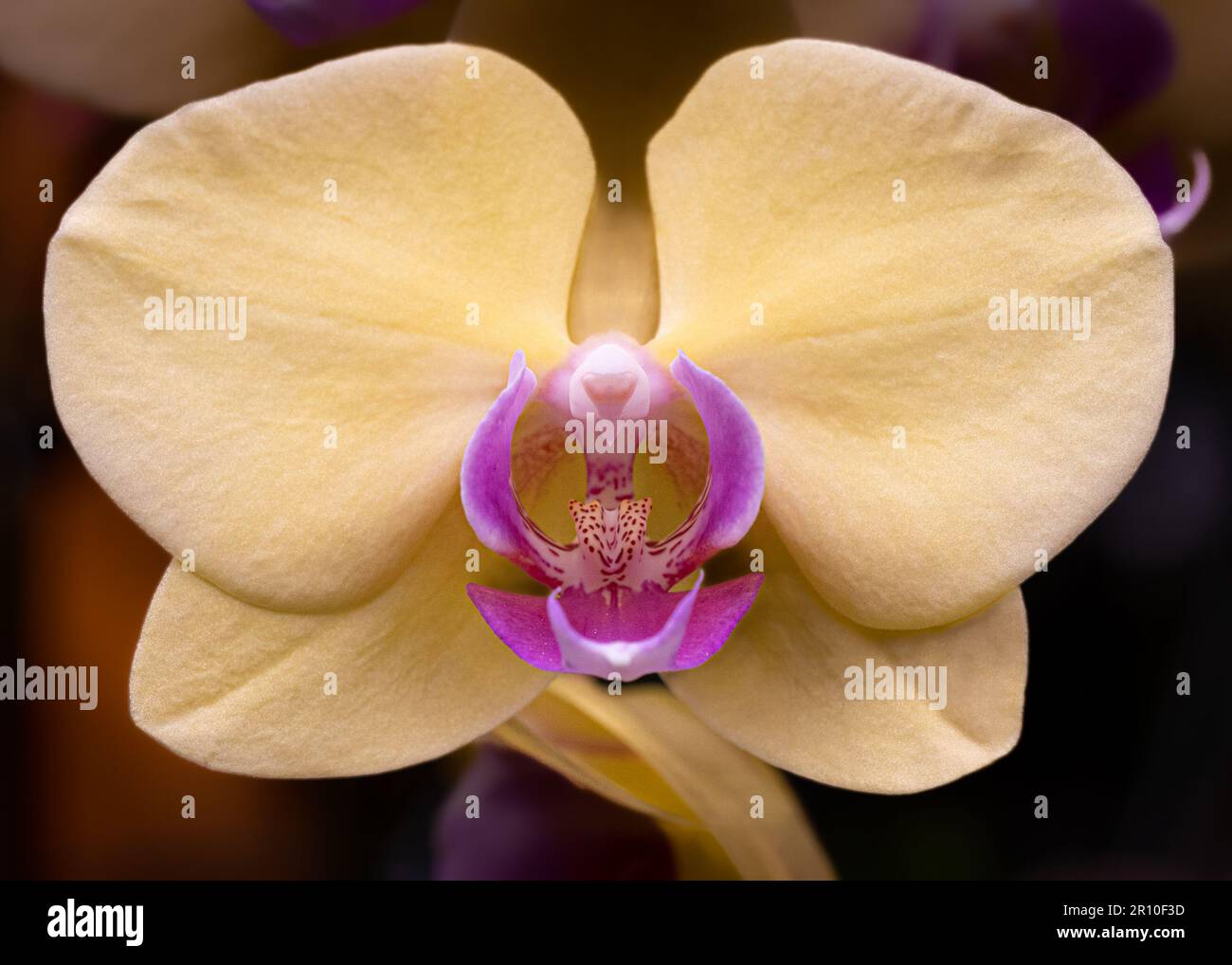 Beautiful orchid on dark background Stock Photo