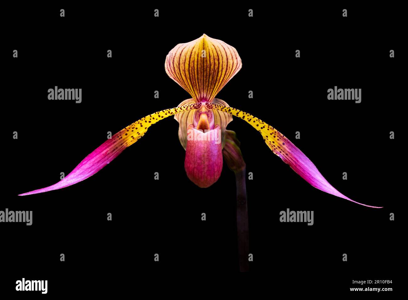 Beautiful orchid on dark background Stock Photo