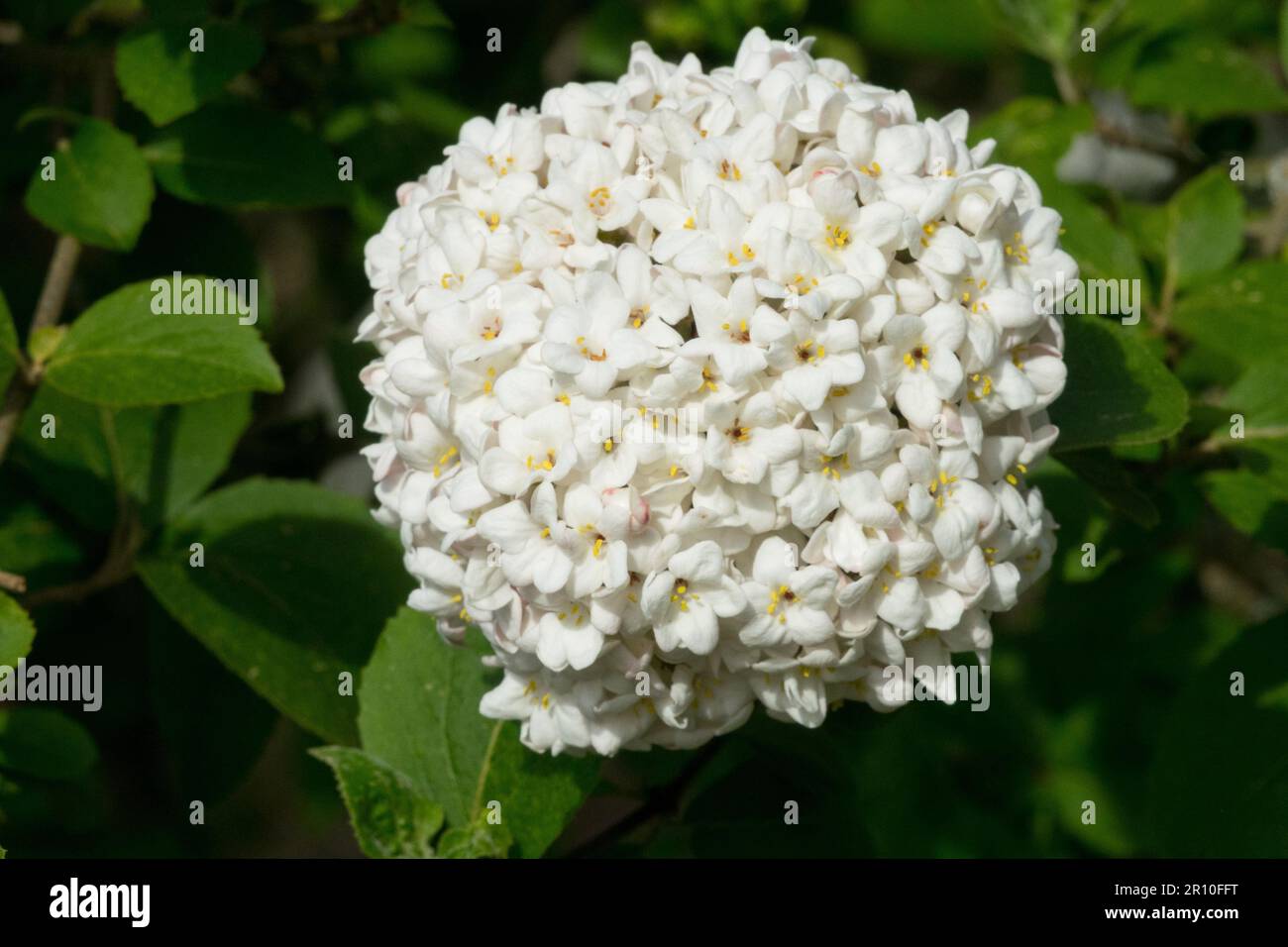 Fragrant Snowball, Viburnum x carlcephalum, White, Flower Stock Photo