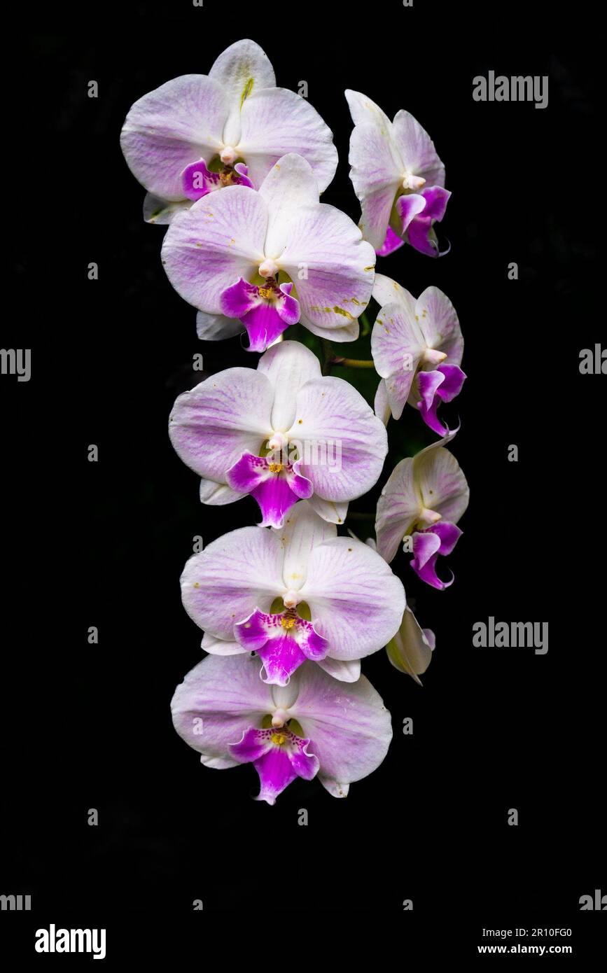 Beautiful orchid on dark background Stock Photo
