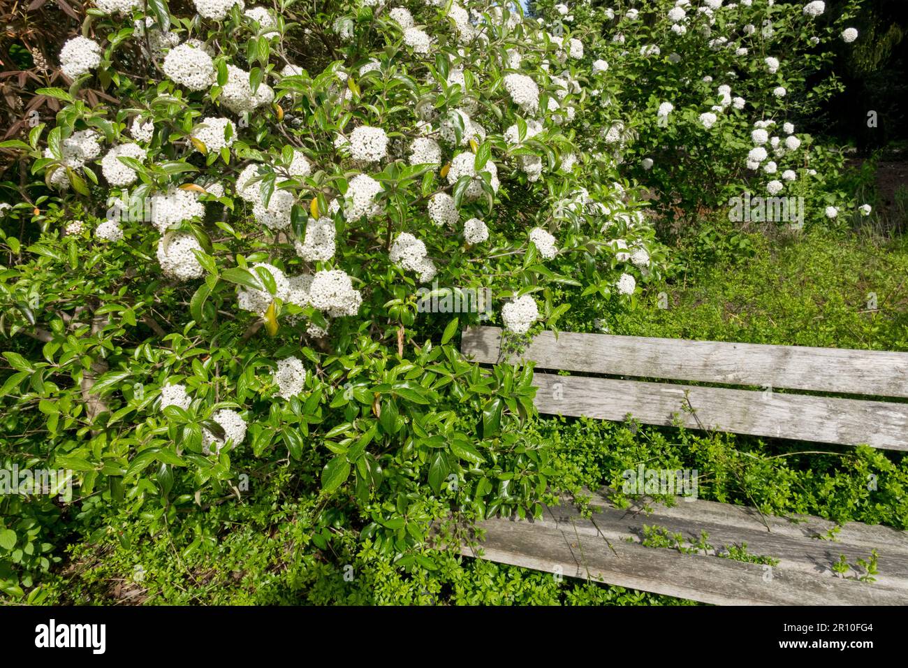 Wooden garden bench under Viburnum x carlcephalum, Fragrant Snowball Stock Photo