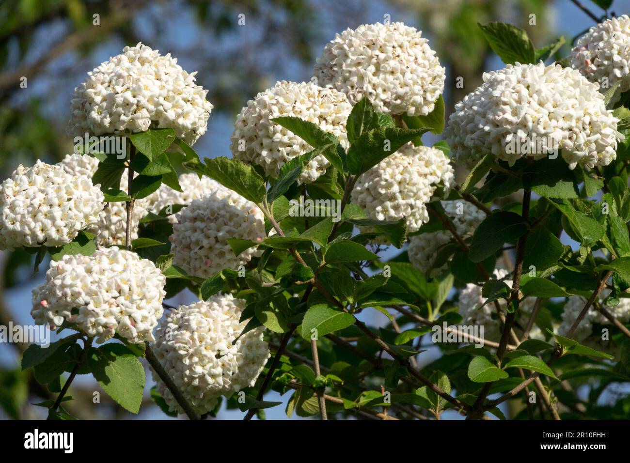 Viburnum x carlcephalum, Fragrant Snowball, Flowering shrubs Stock Photo