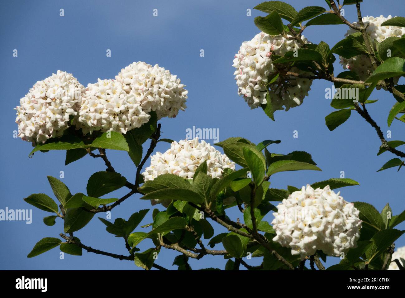 White, Flower, Fragrant Snowball, Viburnum x carlcephalum, On, Branches Stock Photo