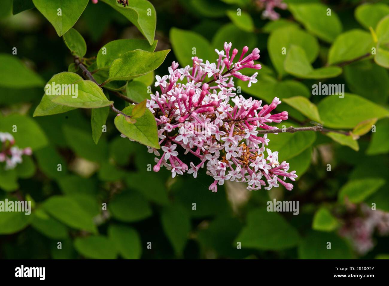 Syringa pubescens microphylla 'Superba'. Lilac Superba. Littleleaf lilac. Stock Photo