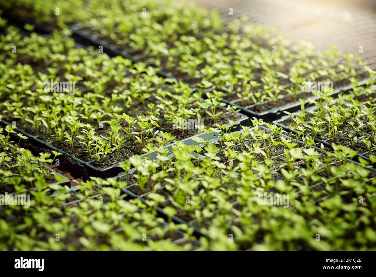 Trays of plants growing in a bed of soil. Closeup of plants growing in