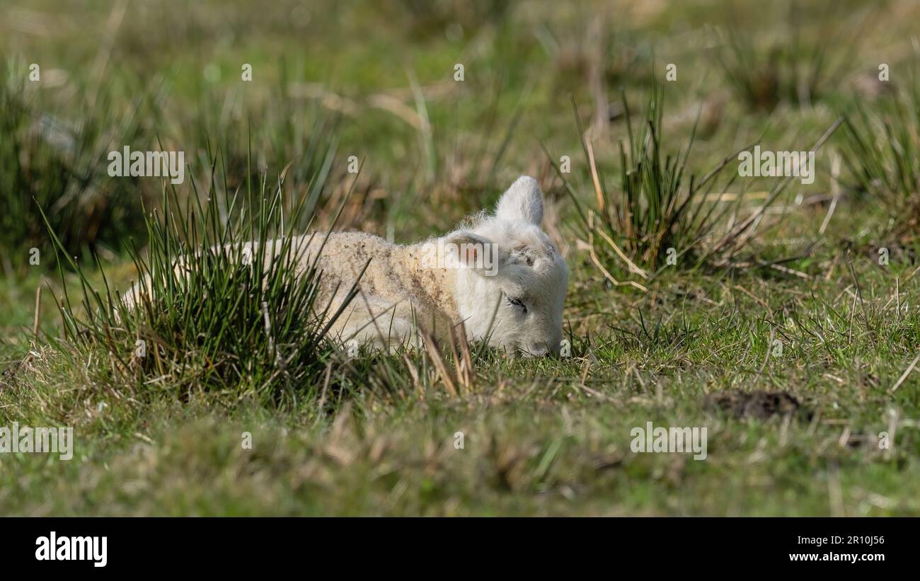New born lamb sleeping in green grass in warm sunshine Stock Photo