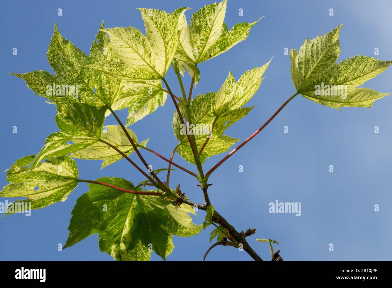 Sycamore tree, Leaves, Foliage, Branch, Spring, Yellow, Colour, Maple, Acer pseudoplatanus 'Nizetii' Stock Photo