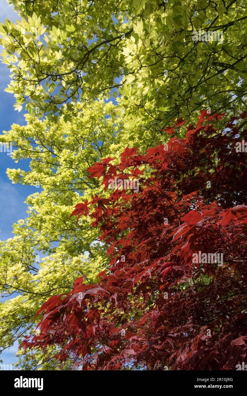 Sycamore tree, Spring, Japanese Maple tree, Colour, Red yellow, Trees, Contrast Stock Photo