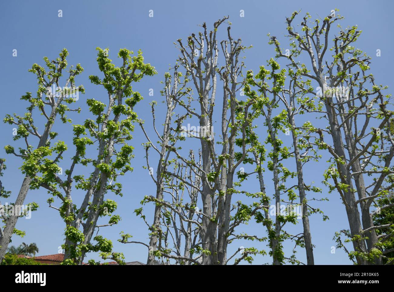 Los Angeles, California, USA 8th May 2023 Trees on Tigertail Road on