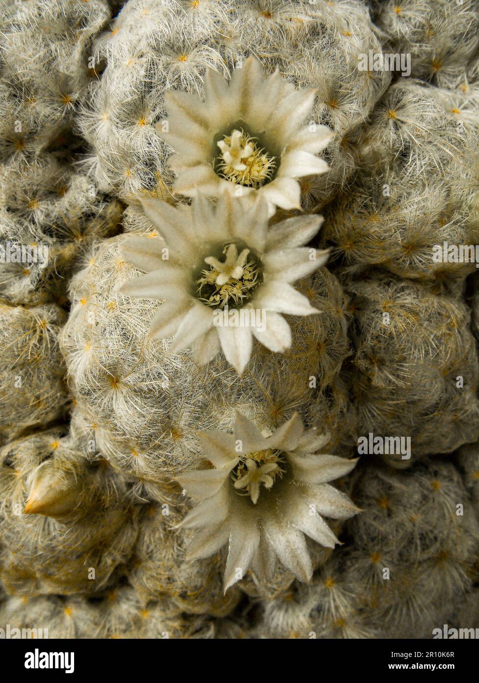 Hairy Cactus with White Flowers in Big Bend National Park, Texas Stock Photo