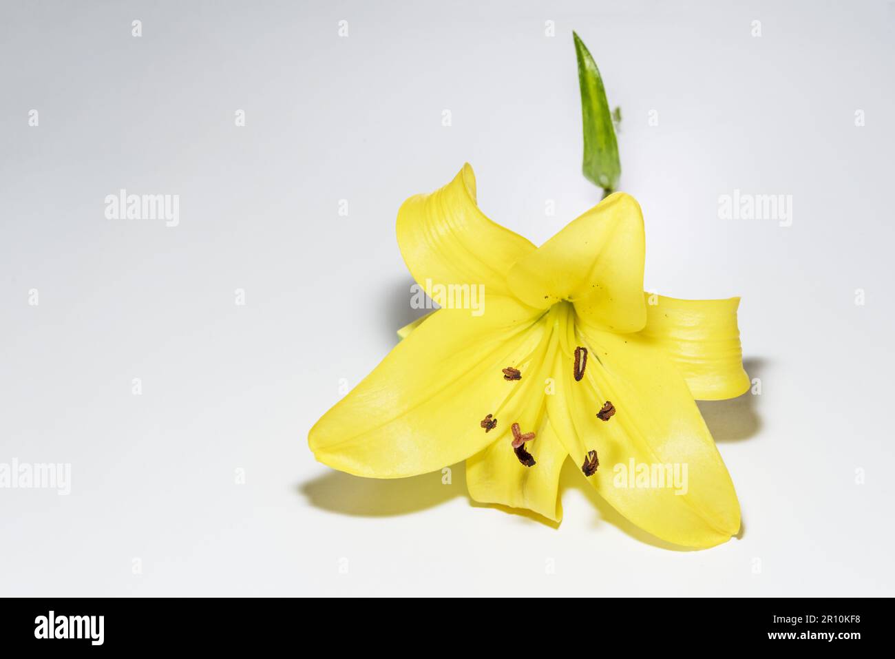 yellow lily, is a perennial species of the Iridaceae family. It is native to Eurasia Stock Photo