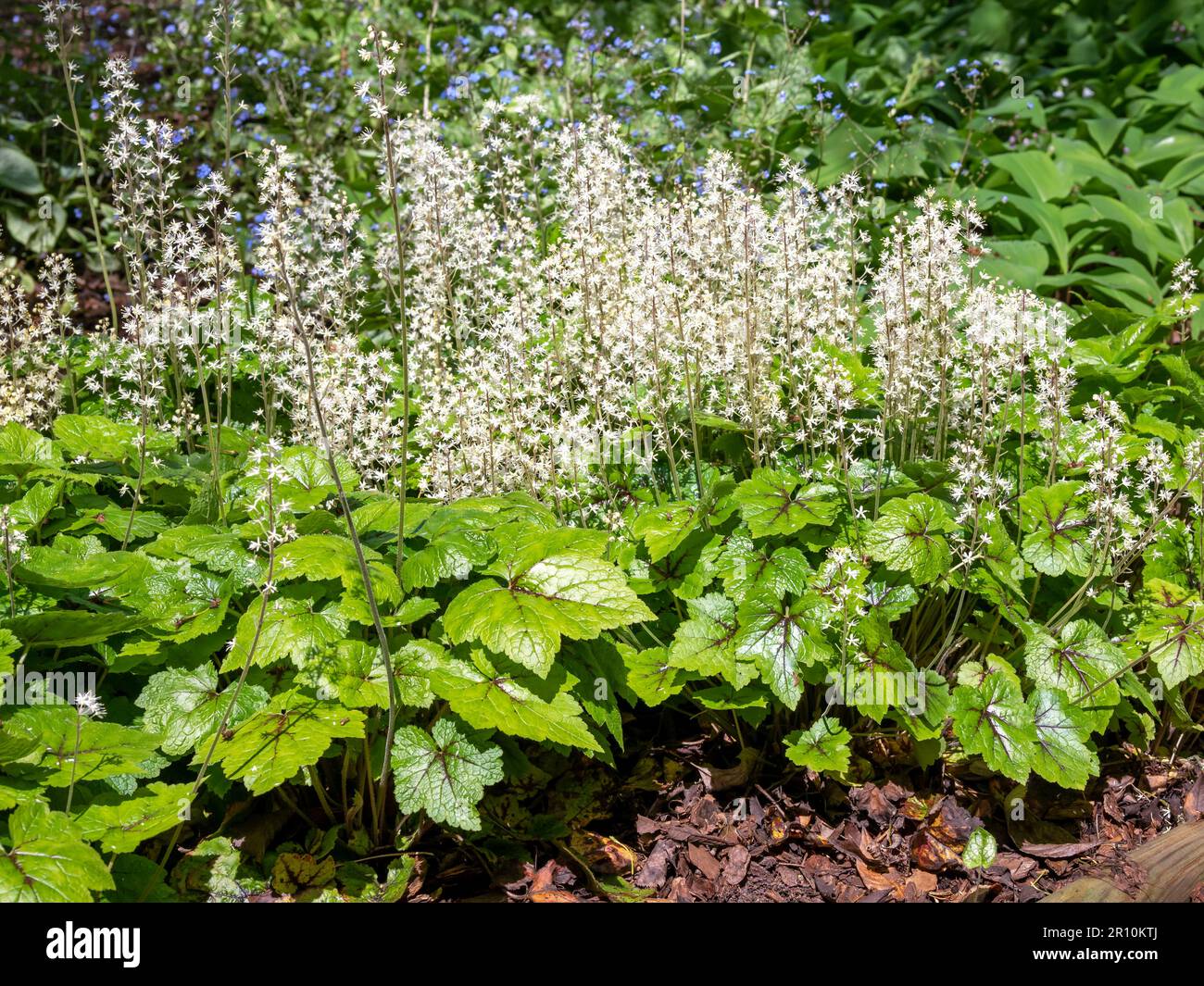 Foamflower Tiarella cordifolia Brandywine in full flower Stock Photo