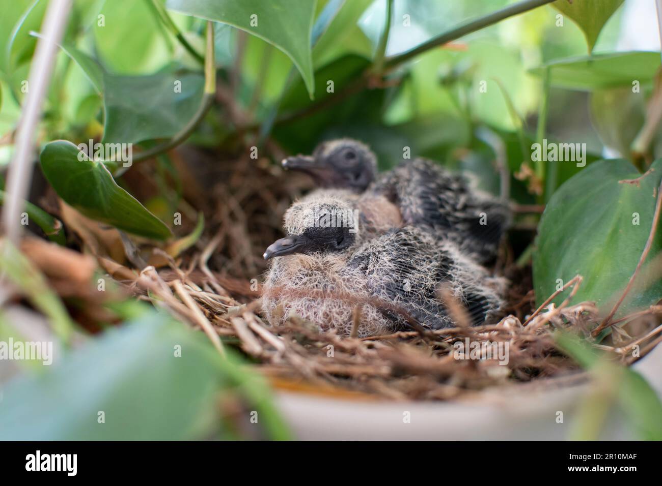 Baby birds in a nest in a hanging basket plant. Baby doves. Baby pigeons sleeping in their nest Stock Photo