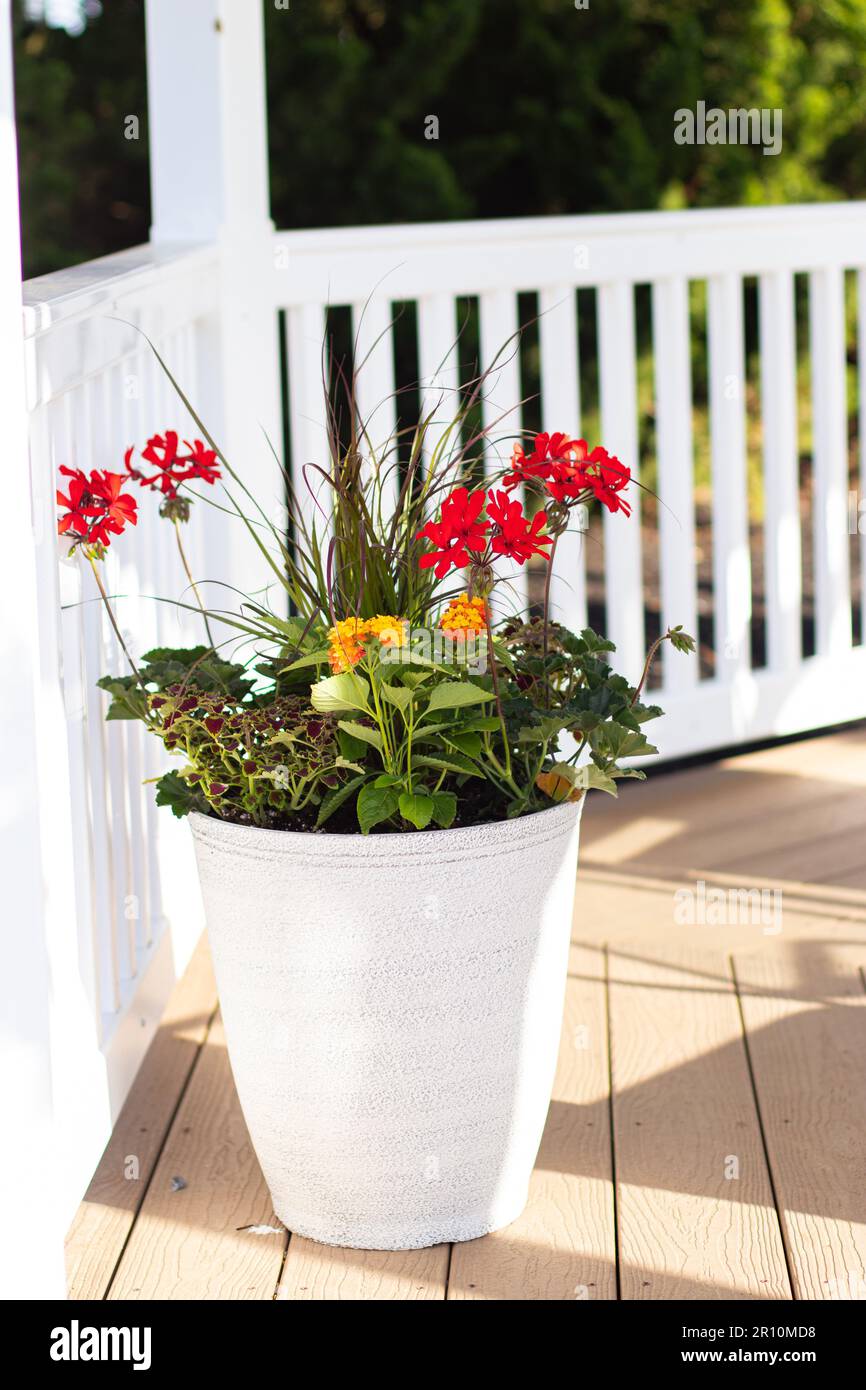 Mixed Combination Planter Stock Photo Alamy