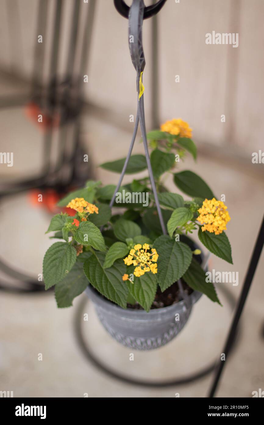 Lantana Hanging Basket Stock Photo Alamy