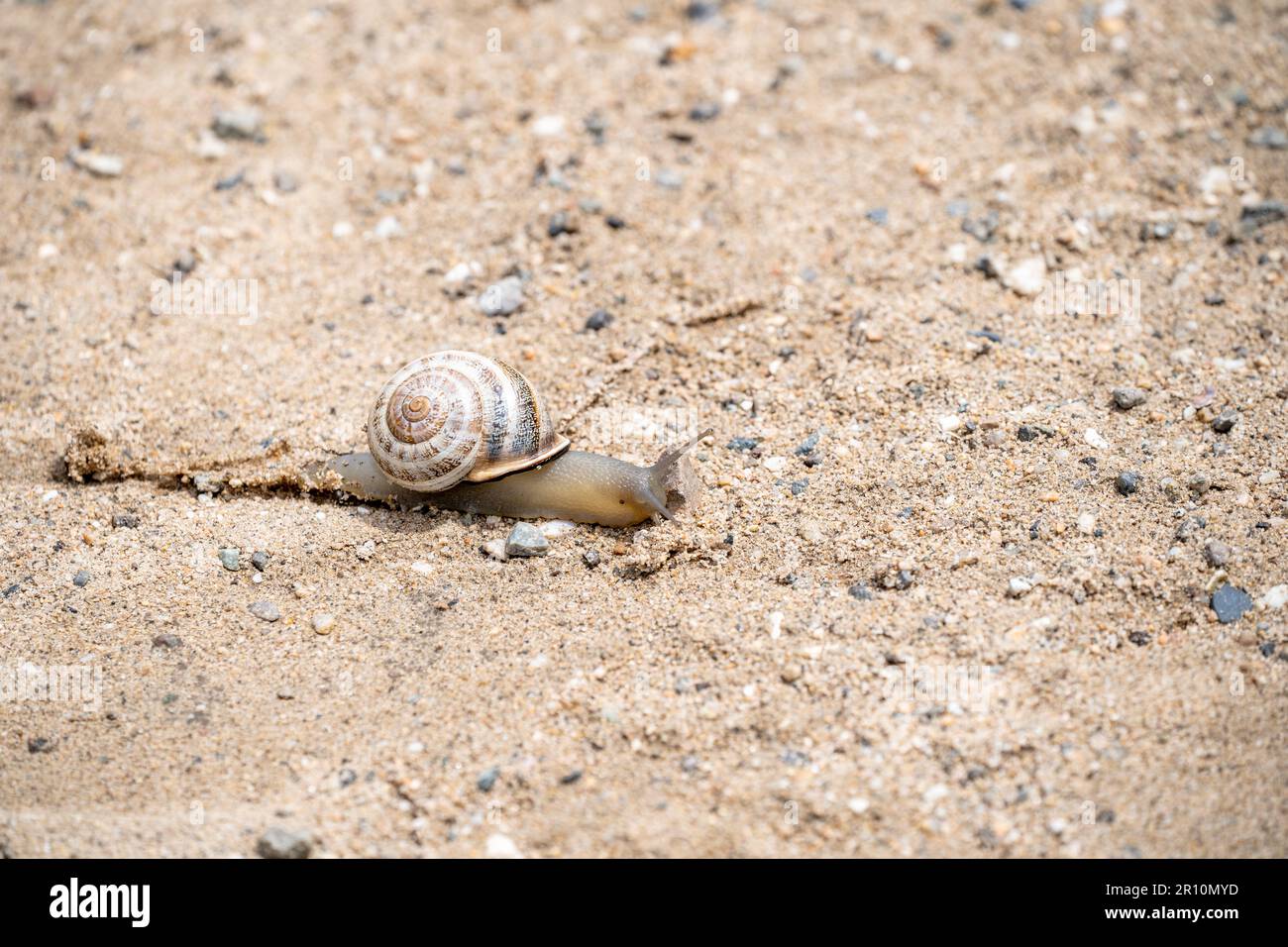 Garden snail close-up Stock Photo