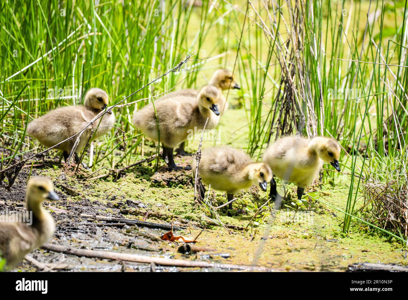 Goslings at the pond close-up Stock Photo