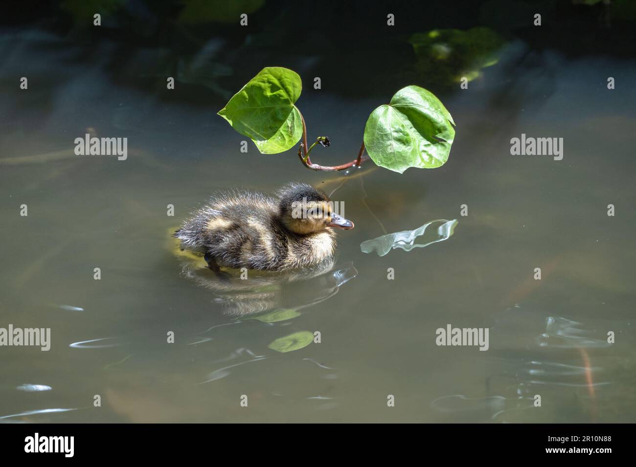 Baby duck close-up in pond Stock Photo