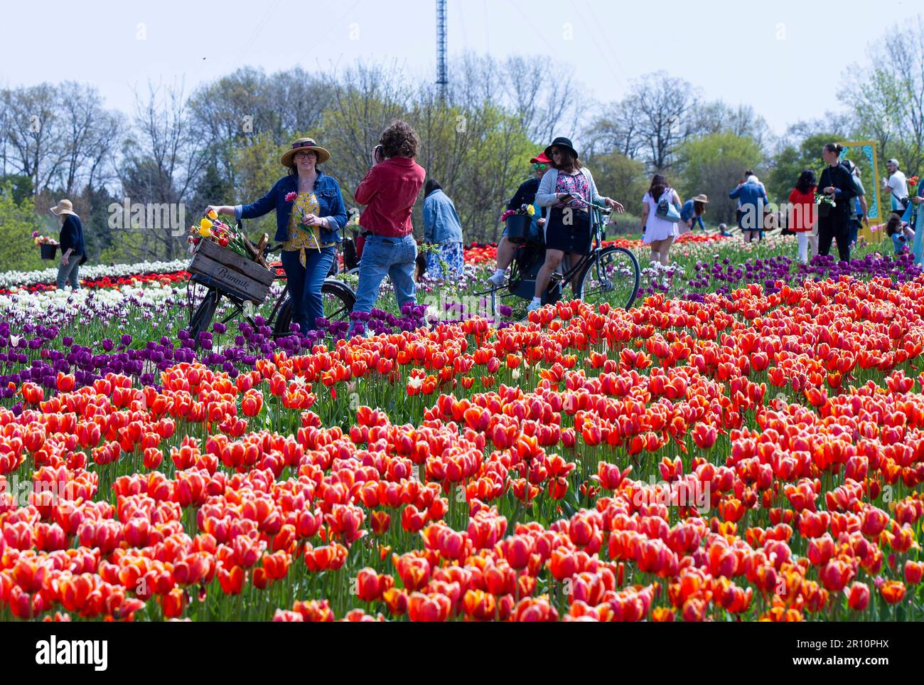 Fenwick, Canada. 10th May, 2023. People pose for photos with tulips at