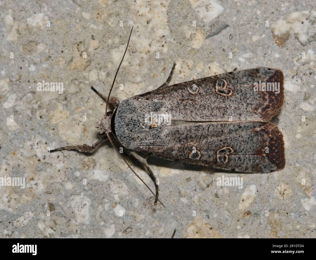 Green Cutworm Moth (Anicla infecta) dorsal view on a cement wall. Destructive insect pest species found in the USA, Canada and Uruguay. Stock Photo