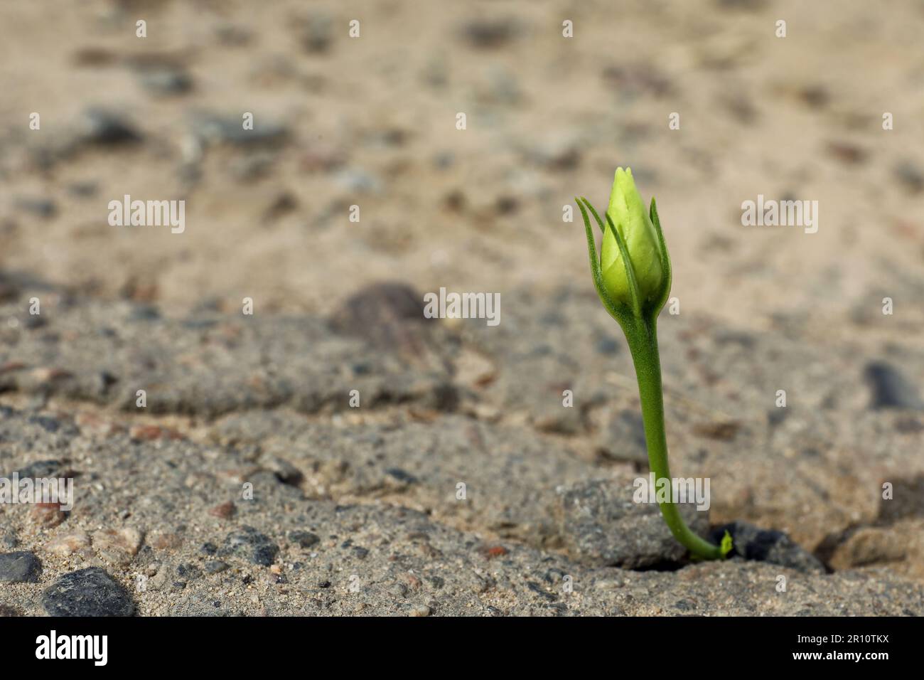 Beautiful flower growing in dry soil, space for text. Hope concept