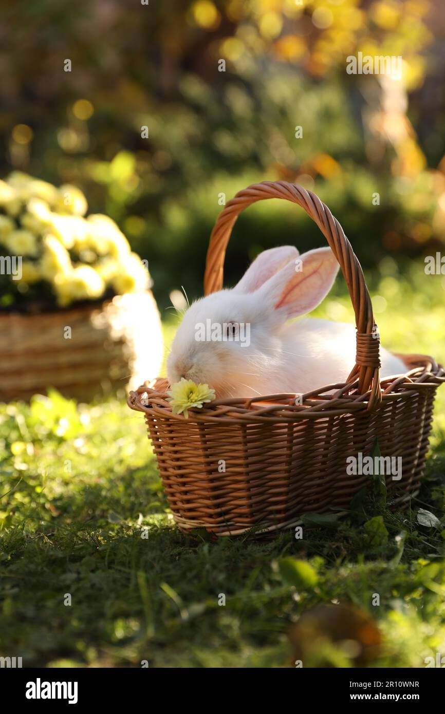 Cute white rabbit in wicker basket on grass outdoors Stock Photo - Alamy