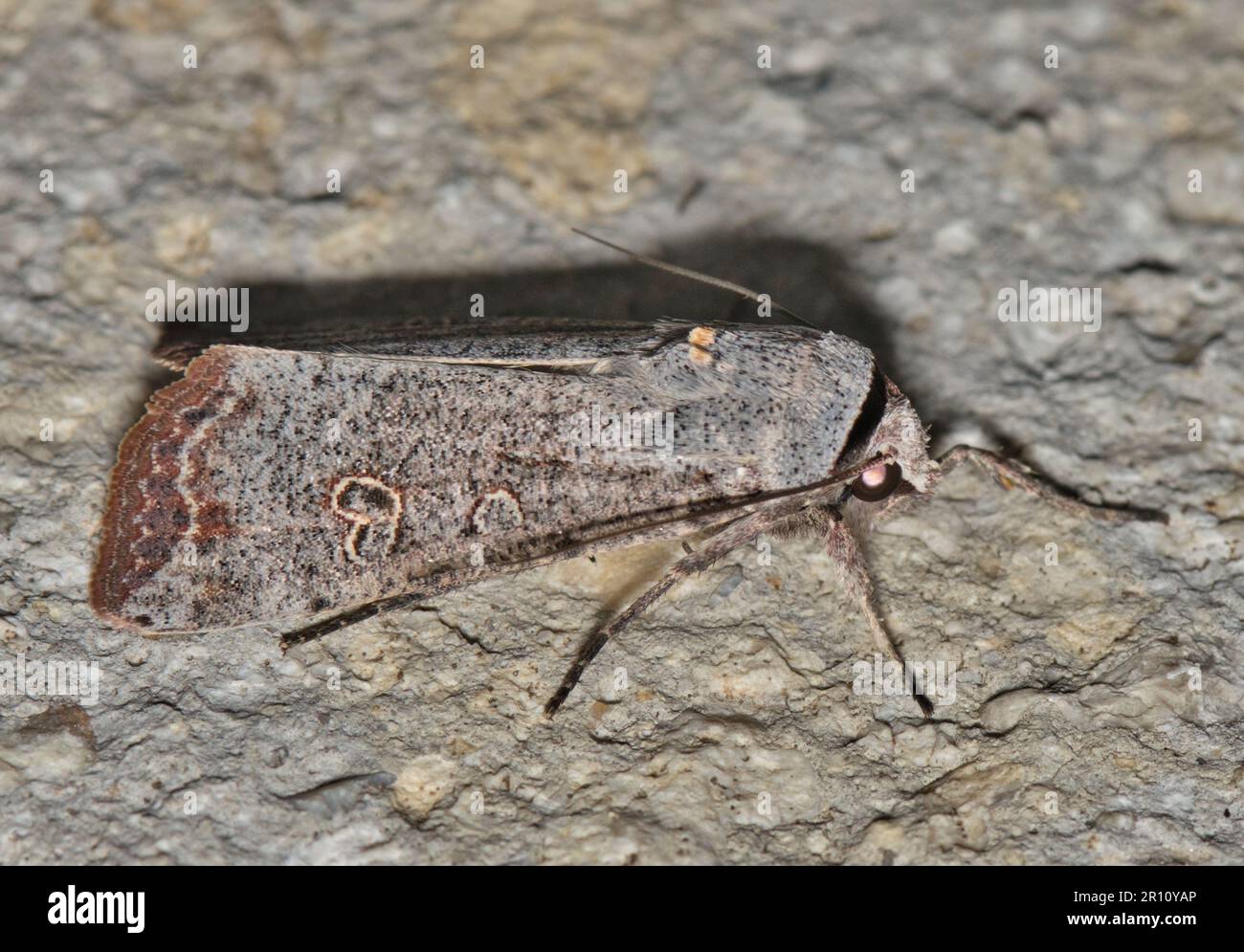Green Cutworm Moth (Anicla infecta) side view on a cement wall. Destructive insect pest species found in the USA, Canada and Uruguay. Stock Photo