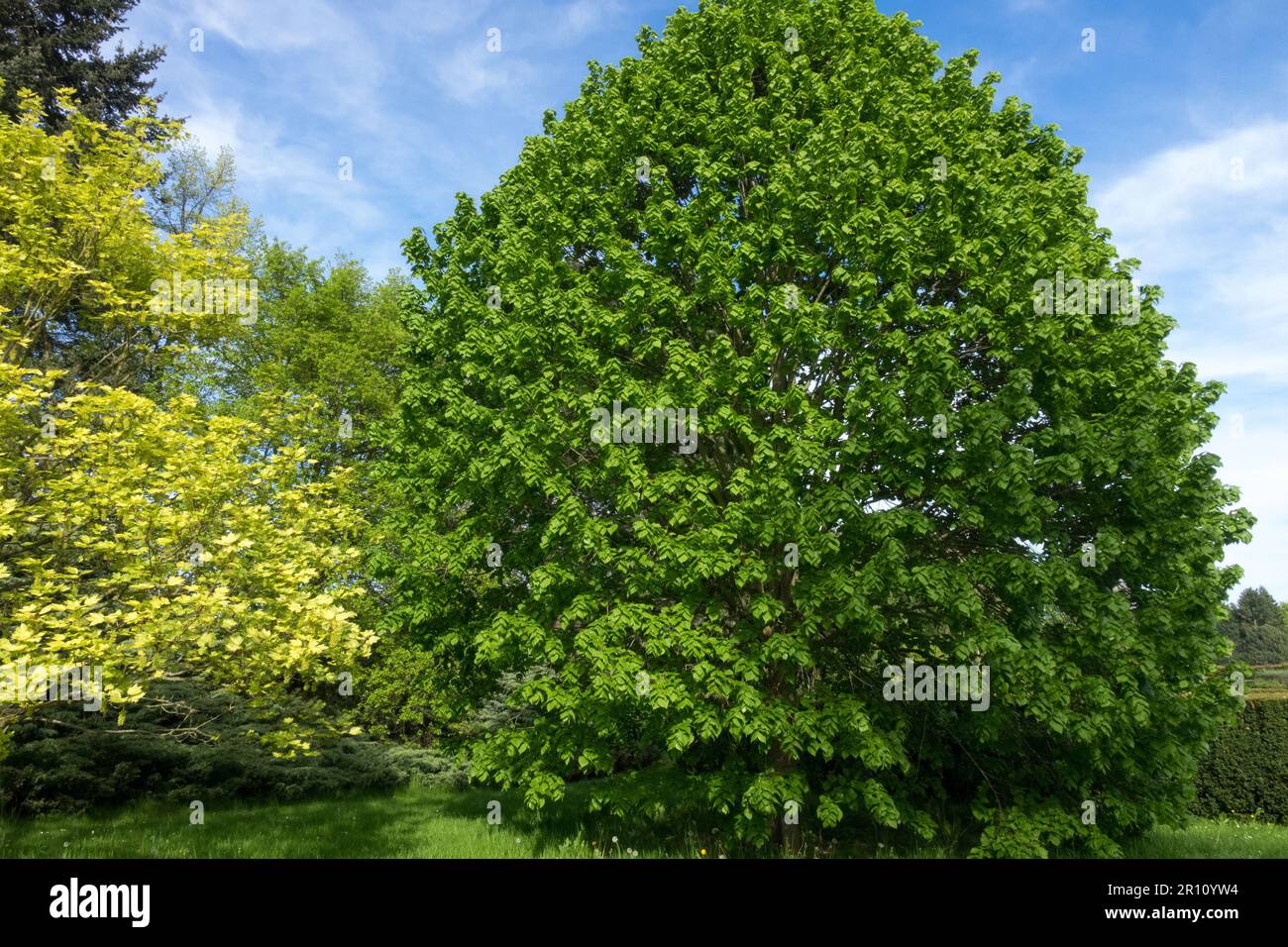 Tilia platyphyllos Tree, Tilia platyphylla, Large-leaved lime, Largeleaf linden, Shape Stock Photo