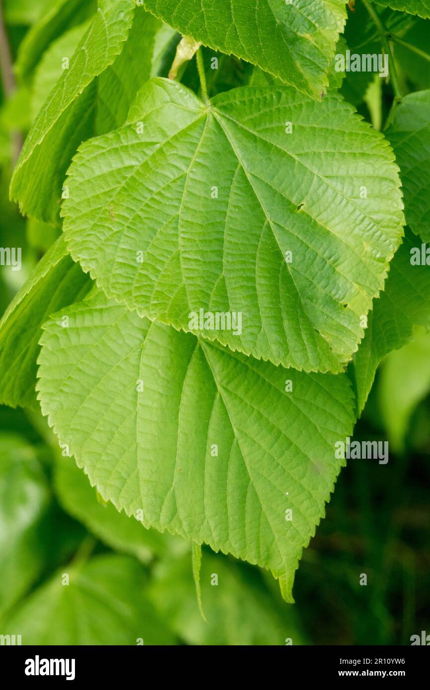 Large-leaved linden, Tilia platyphyllos, Green, Spring, Leaf Stock Photo