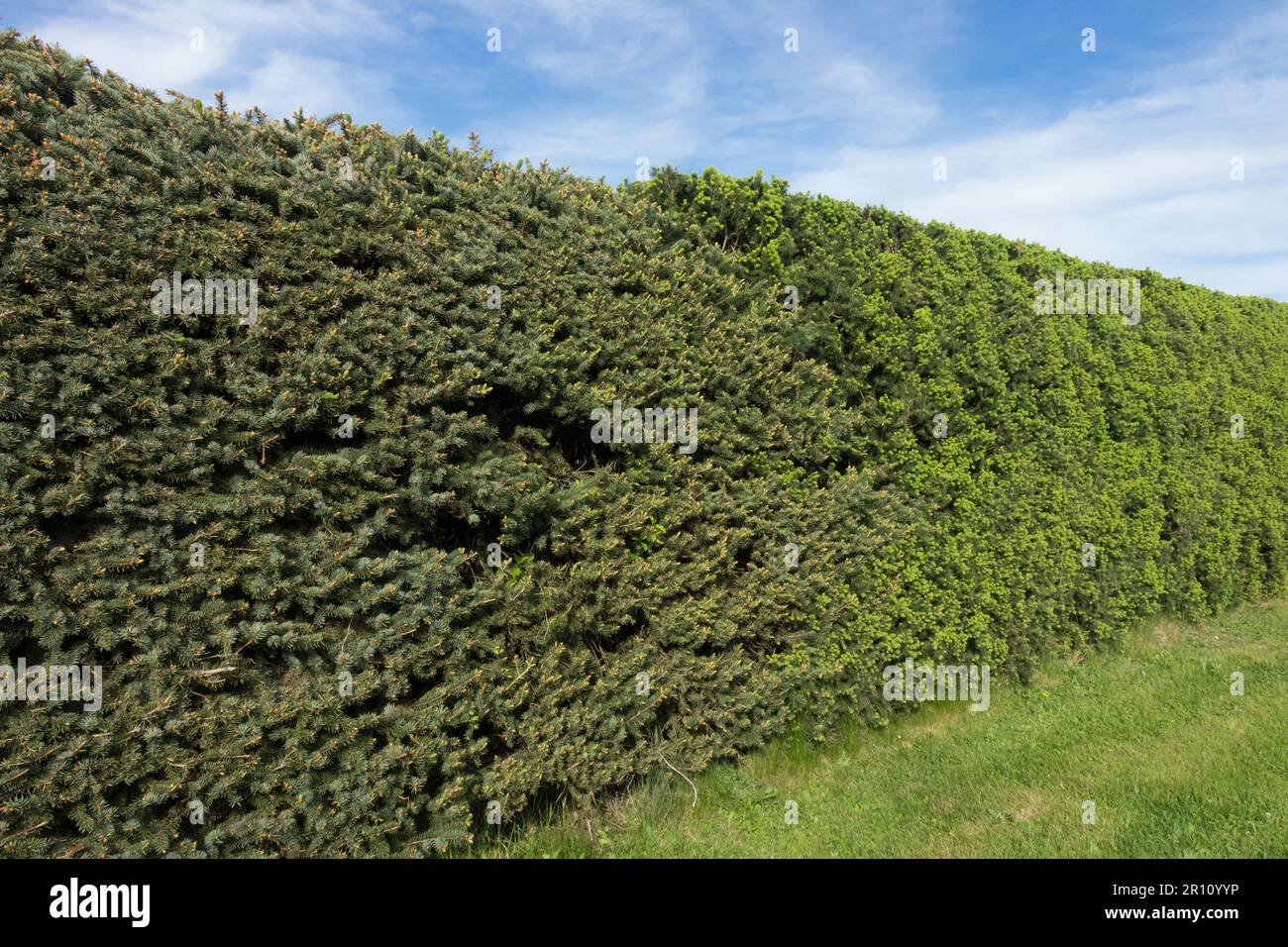 Spruce, Hedge, Garden, Picea omorika, Picea abies Stock Photo