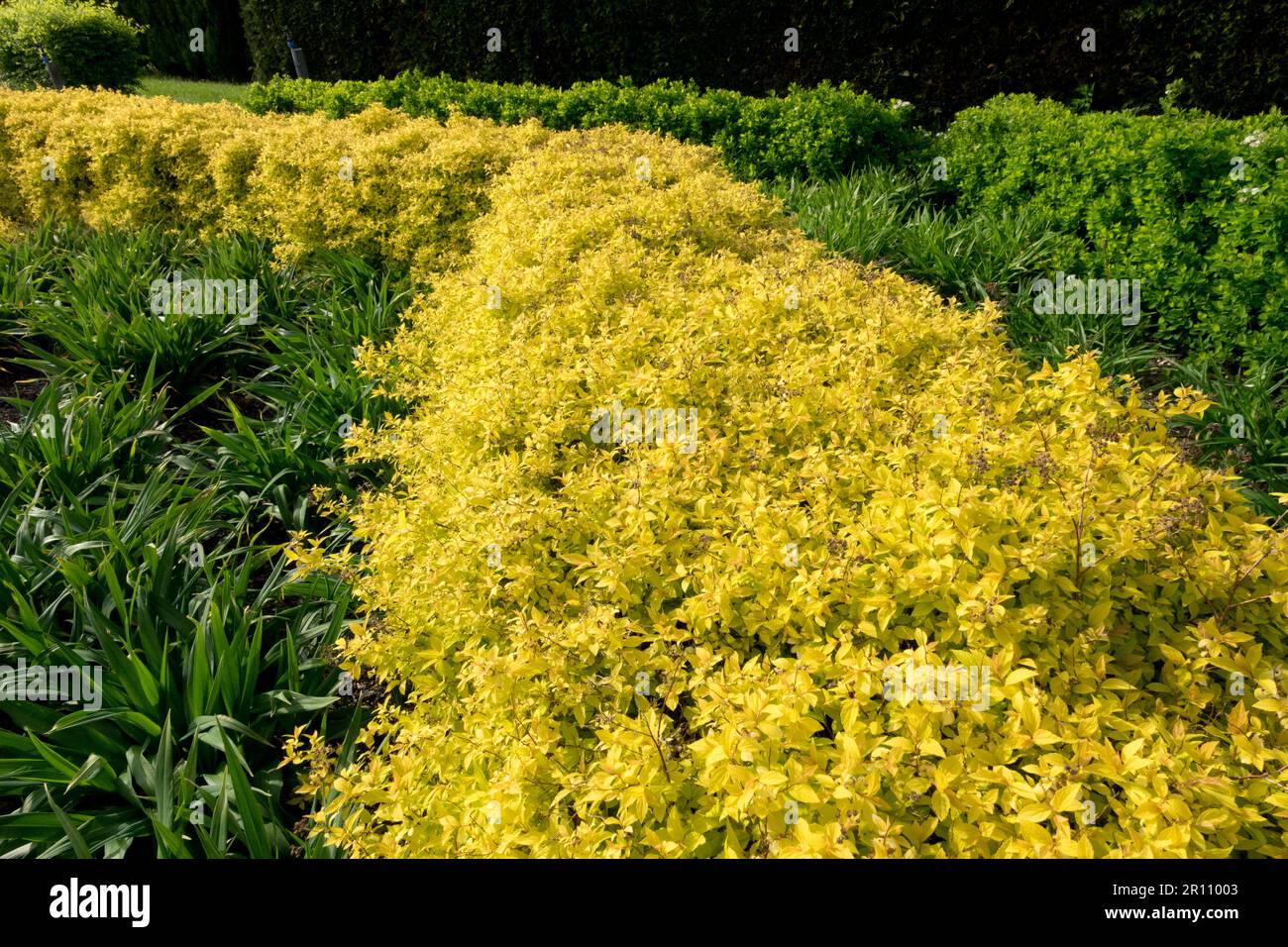 Spiraea, Hedge, Garden, Japanese Spirea, Spiraea japonica 'Golden Princess' Stock Photo