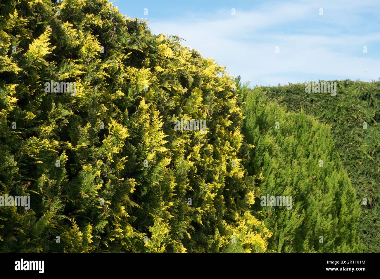 Lawson Cypress Hedge Chamaecyparis 'Ivonne' Chamaecyparis lawsoniana Stock Photo