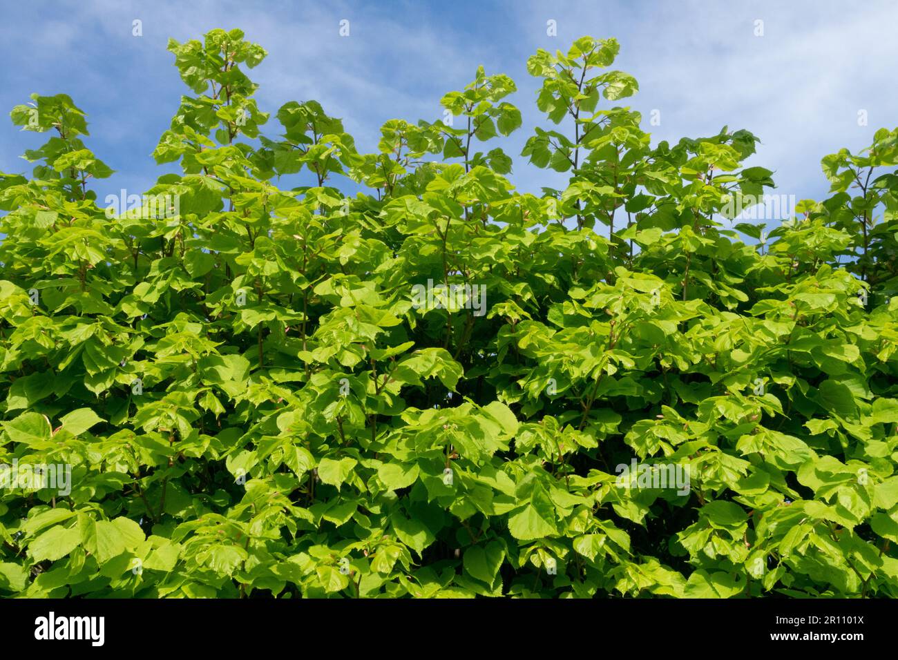Large-leaved lime, Hedge, Large-leaved linden, Tilia platyphyllos Linden hedge Tilia Spring Stock Photo