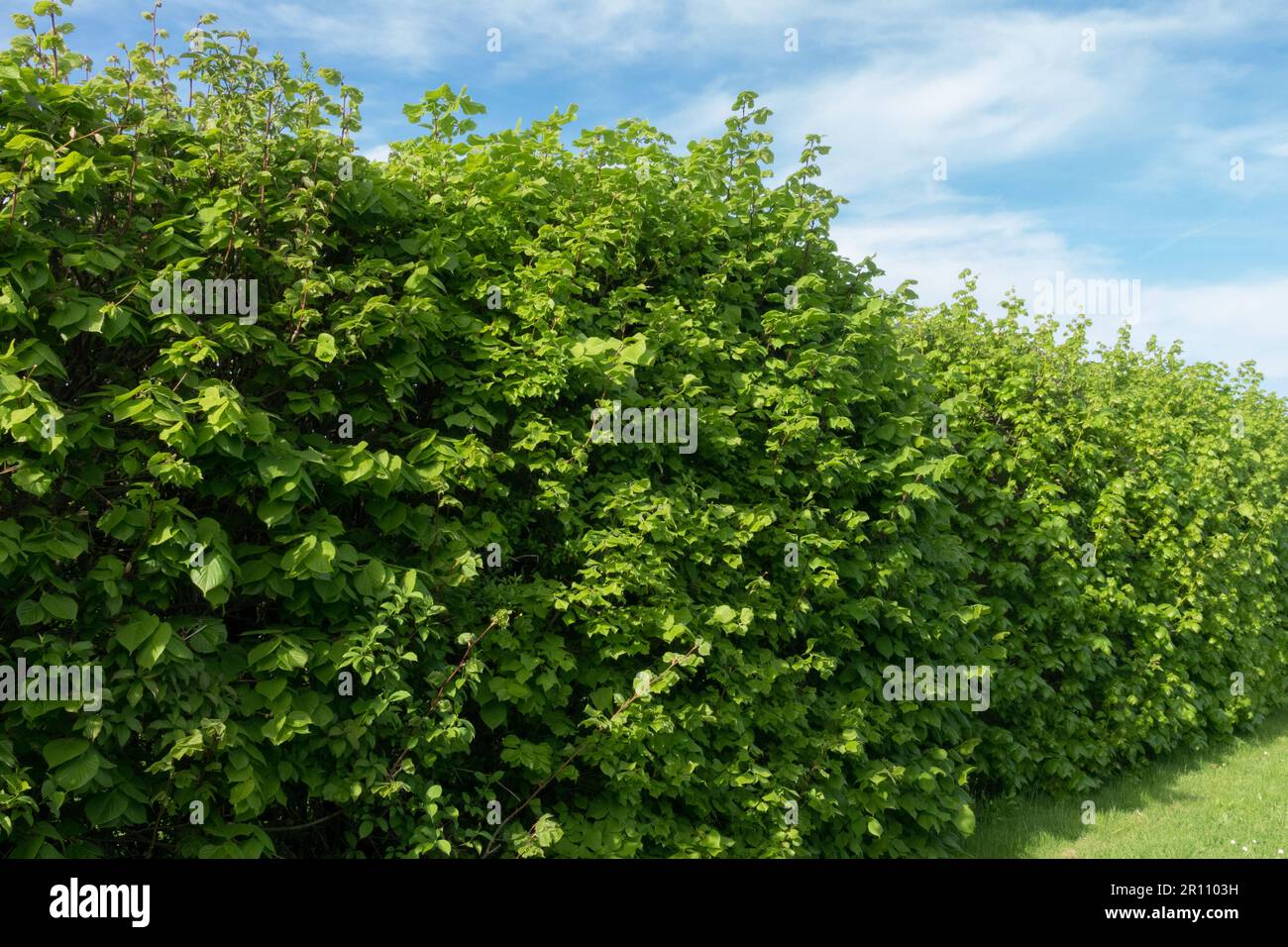 Linden Hedge, Spring, Garden, Green Hedge Linden Tilia platyphyllos Stock Photo