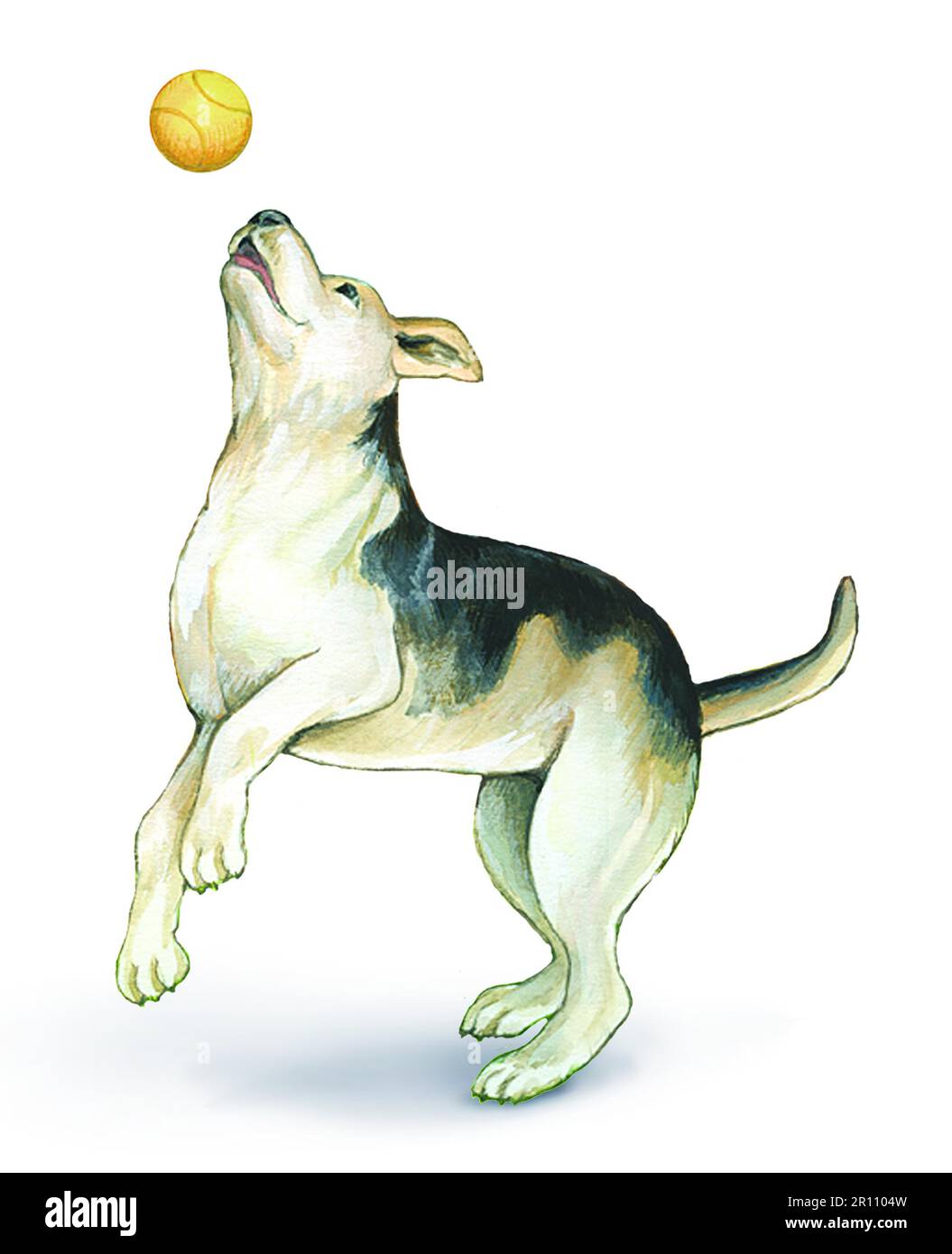 AnimalsDog jumping for ball Stock Photo Alamy
