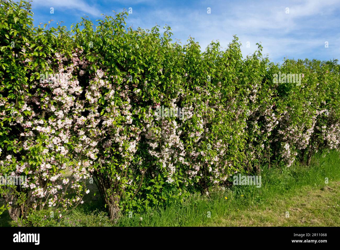 Crab Apple Hedge, Crabapple, Malus "Van Eseltine", Spring, Garden Hedge Stock Photo