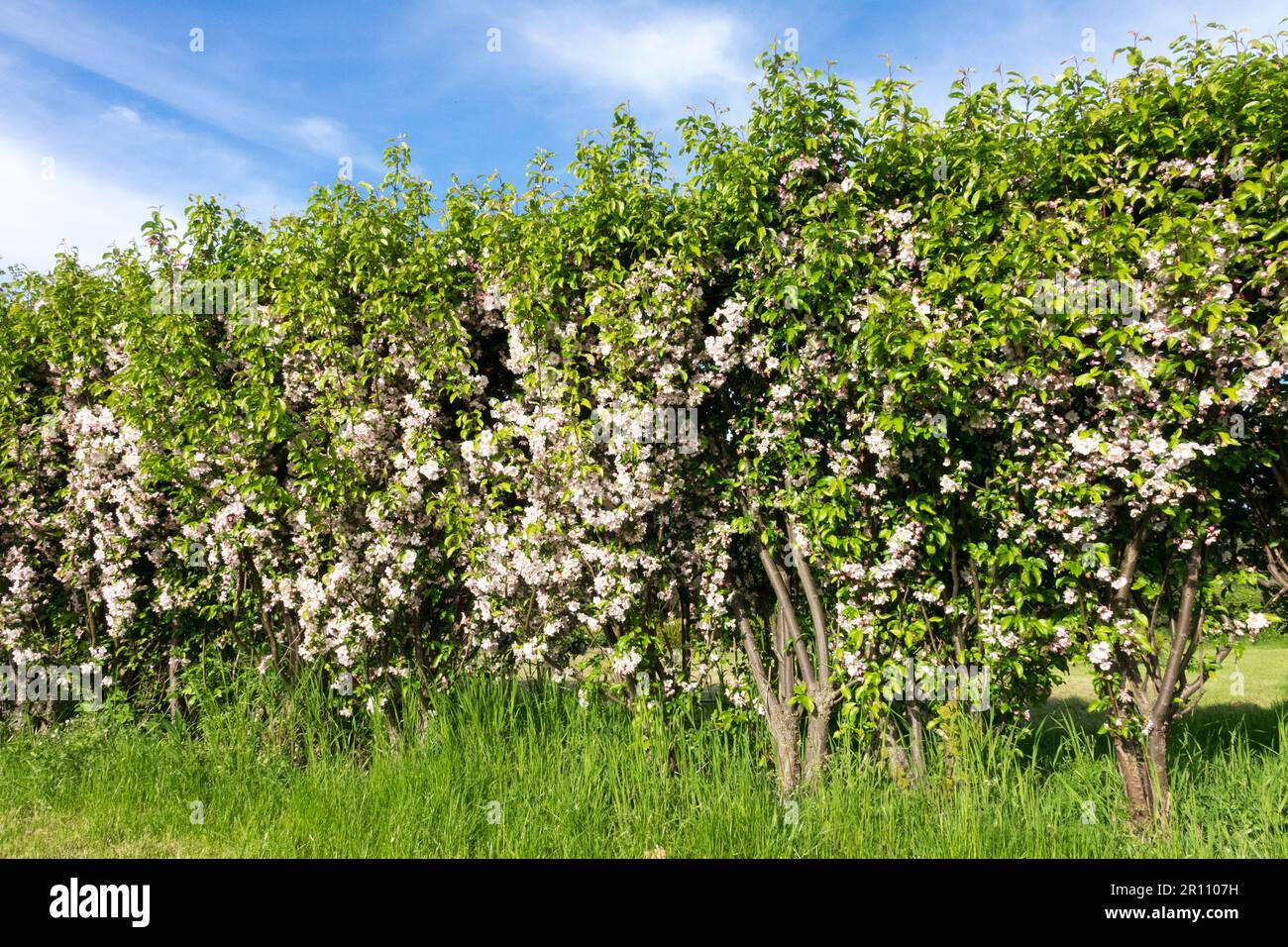 Flowering Crabapple Hedge, Malus "Van Eseltine", Border, Garden, Spring Stock Photo