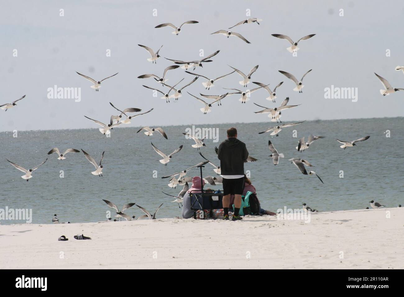 Gulf shores gulls hi-res stock photography and images - Alamy