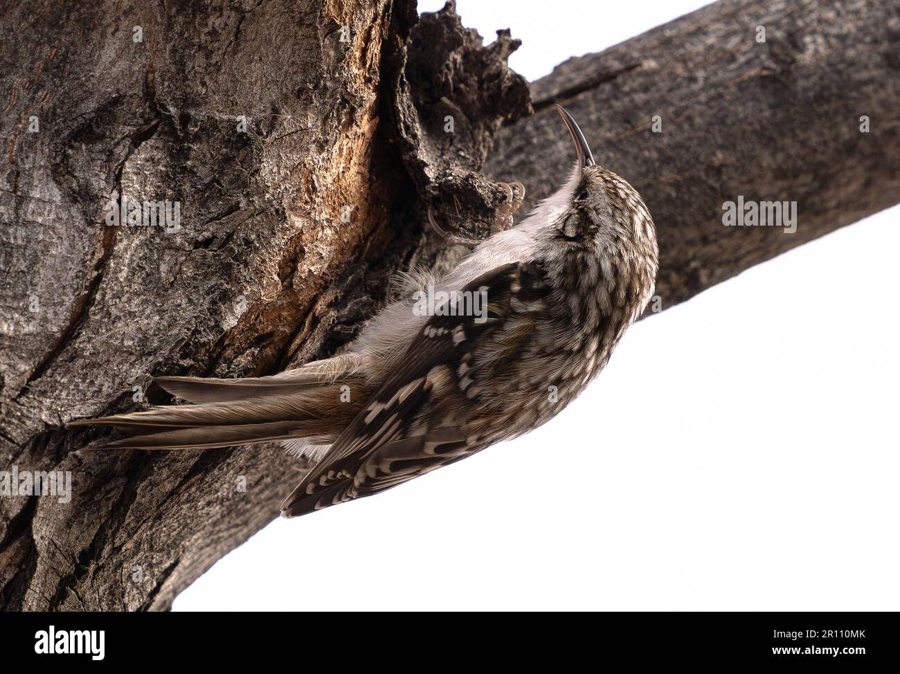 A Brown Creeper bird (Certhia americana) clinging to the bark of a tree trunk with its sharp talons in Wintertime. Close up view. Stock Photo