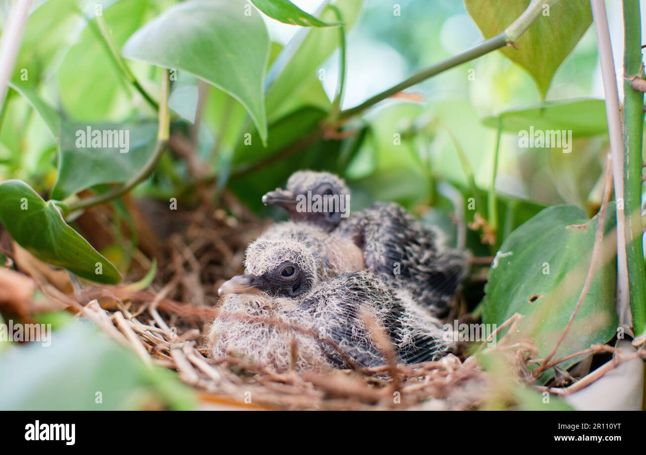Baby birds in a nest in a hanging basket plant. Baby doves. Baby