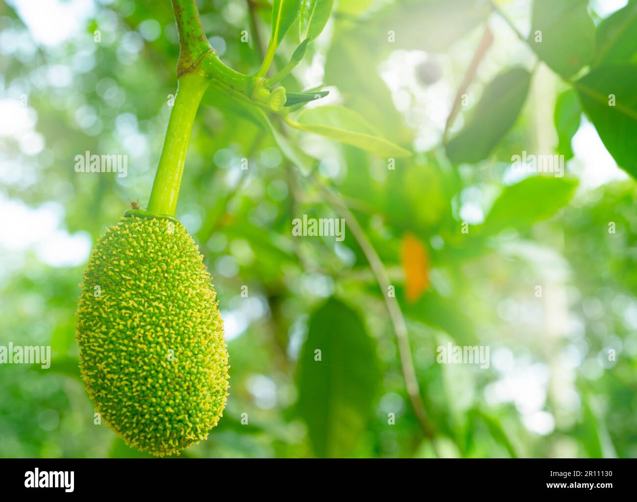 Young jackfruit on jackfruit tree in a tropical fruit garden. Baby