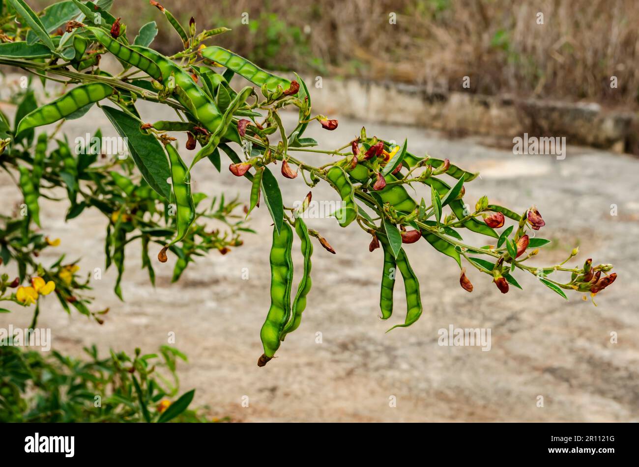 Pigeon Peas Tree Branch with Seed Pods Stock Photo Alamy