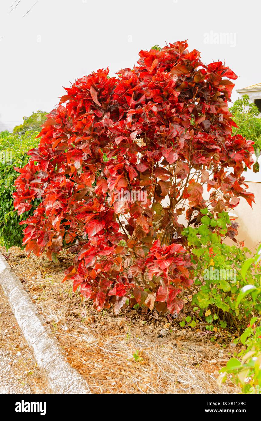 Red Ornamental Tree Stock Photo