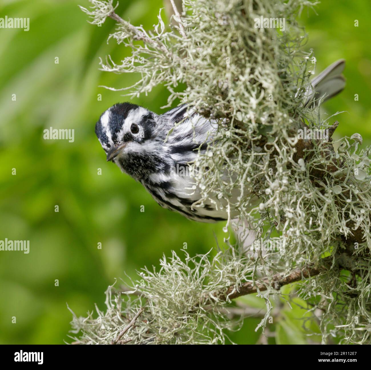 Black-and-white warbler (Mniotilta varia) during spring migration, Galveston, Texas, USA. Stock Photo