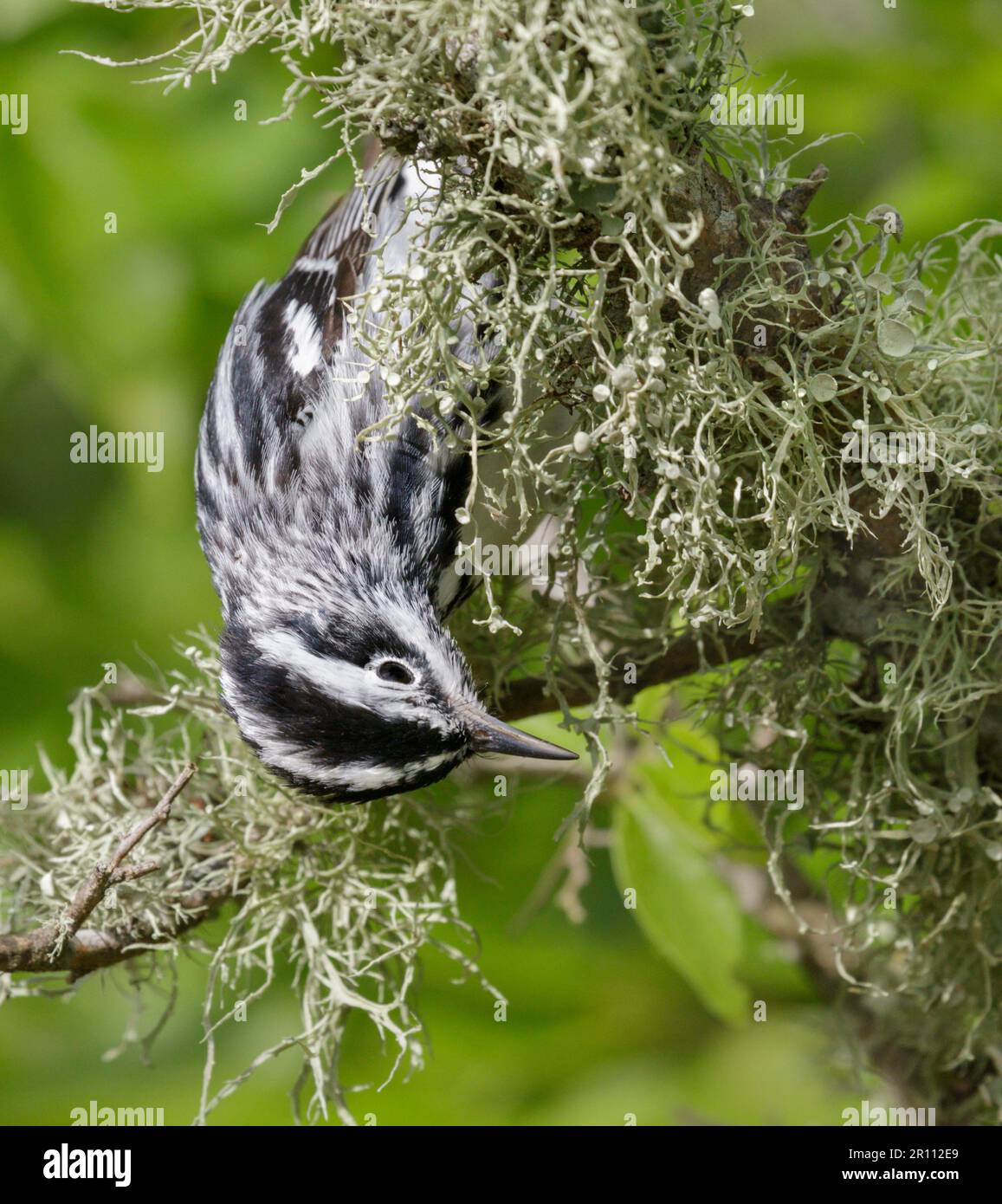 Black-and-white warbler (Mniotilta varia) feeding in a tree upside-down during spring migration, Galveston, Texas, USA. Stock Photo